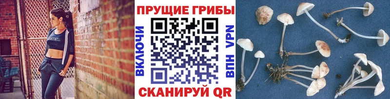 Галлюциногенные грибы GOLDEN TEACHER  Гусиноозёрск 